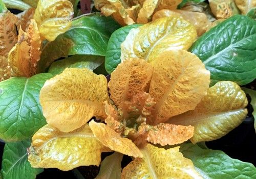 El CSIC desarrolla una técnica que multiplica el contenido de beta-caroteno en las hojas de las plantas