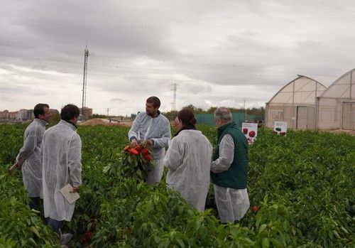 Ramiro Arnedo refuerza su innovación en pimientos al aire libre