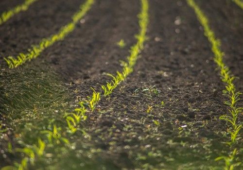 Planas valora la oportunidad del reglamento de restauración de la naturaleza para lograr una agricultura más sostenible