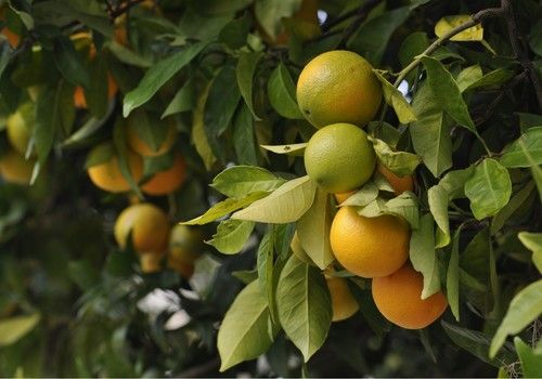Andalucía prevé una producción de 2,2 millones toneladas de cítricos en la campaña 2024-2025