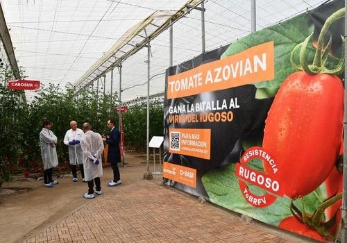 El catálogo de tomates resistentes de BASF|Nunhems crece con opciones para suelto y en rosa