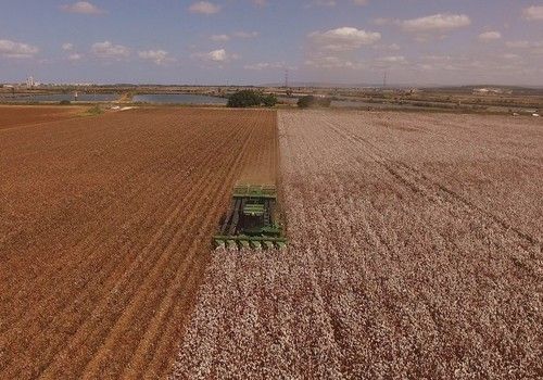 La Junta estudia reducir la huella de carbono de la fibra de algodón a través de la producción integrada