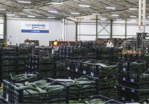Grupo Agroponiente inicia la nueva campaña con un notable incremento del número de instalaciones y de la superficie de subasta