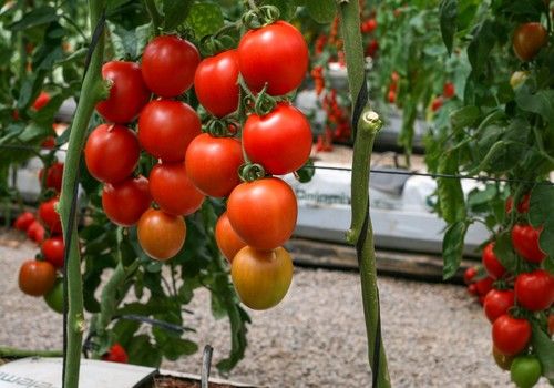CapGen Seeds avanza en su crecimiento Internacional de cara a esta nueva campaña