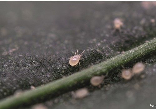 Agrobío impulsa las estrategias de control biológico y la biopolinización más avanzada en Fruit Attraction 2024
