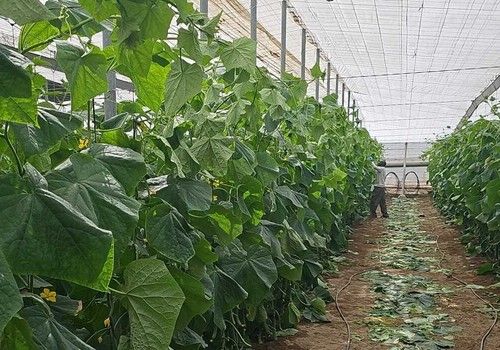 El modelo de collas agrícolas, una revolución para el campo almeriense