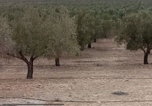 Almería obtendrá 7.400 toneladas de aceite de oliva, un 41% menos que la campaña anterior