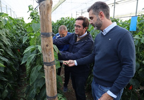La  Junta estima 4.200 hectáreas de invernaderos afectadas por la DANA en El Ejido y Dalías