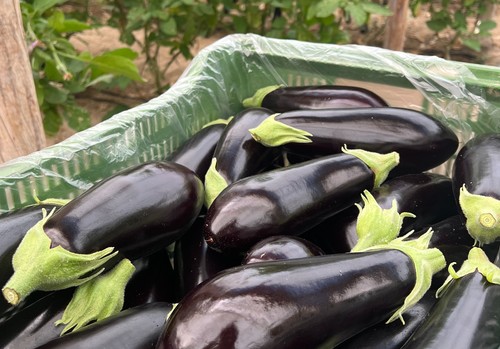 La berenjena larga-negra de segunda categoría vuelve al mercado