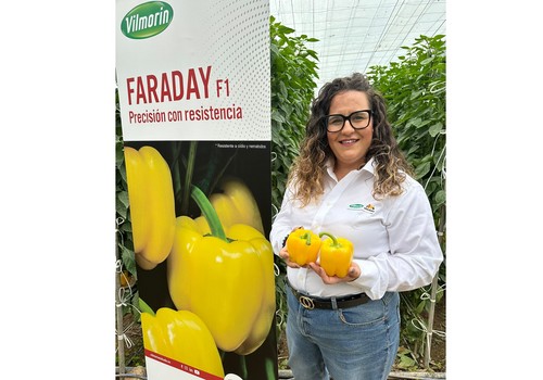 Vilmorin-Mikado presenta Faraday F1, su nuevo California amarillo con resistencia a oídio y nematodos