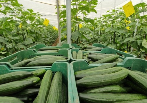 Helsinki, la máxima protección en pepino holandés para afrontar un ciclo largo