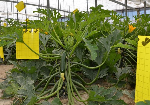 Las hortalizas cuya producción ha descendido más en los últimos cinco años son la lechuga, pepino y calabacín