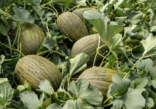 Semillas Fitó amplía su oferta en melón y sandía para Almería