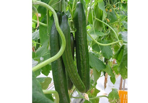 El valor de la gran mayoría de los hortícolas almerienses, a la baja en los últimos siete días