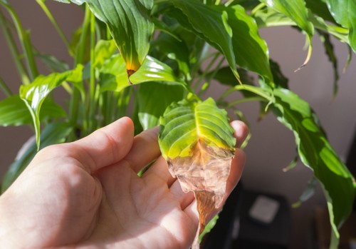 Desvelan el papel clave del pH para activar mecanismos de resistencia de las plantas a la falta de nutrientes