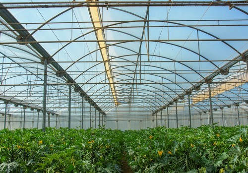 HORTYFRUTA sigue con atención la situación de mercado de algunos hortícolas