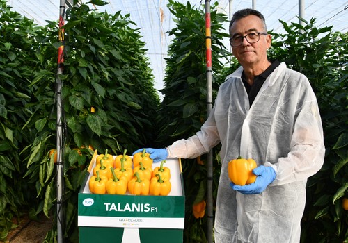 Nesmet F1, Ascalon F1, Belenus F1 y Talanis F1, últimas innovaciones de HM.CLAUSE en pimiento California