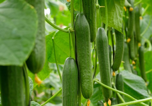 HORTYFRUTA activa la Extensión de Norma para pepino a partir del miércoles