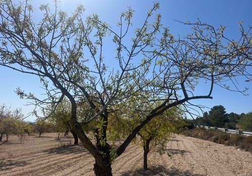 Los almendros ecológicos del interior de la provincia de Almería se quedan fuera de las ayudas por sequía