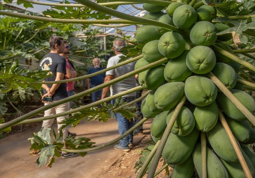 CapGen Seeds continúa impulsando el cultivo de papaya con visitas técnicas a productores en Canarias