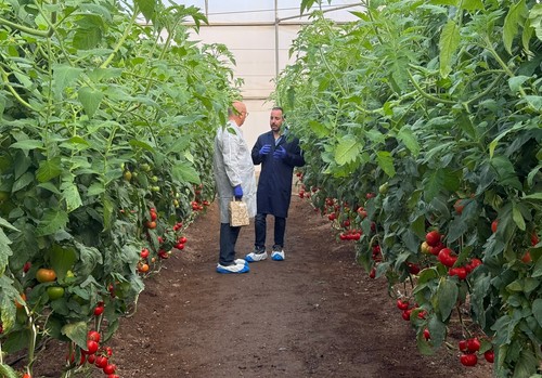 BASF | Nunhems ‘Tomato Experience’ abre sus puertas en  Murcia