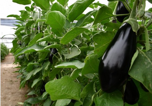 La renta agraria alcanza los 37.759 millones de euros en 2024, el 14,2 % más que el año anterior