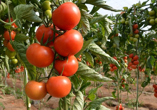 España pierde producción hortofrutícola y sale del ranking mundial de los 10 primeros