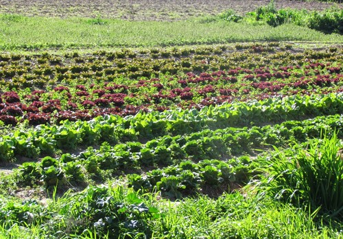 Un webinar aborda los aspectos clave para la financiación de nuevos proyectos agroecológicos