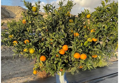 ASAJA Almería estima una caída del 17% en la producción de cítricos en Almería