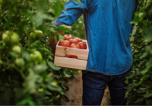 SIPCAM Iberia reafirma su estrategia antifúngica en tomate