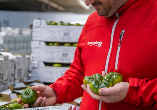 Grupo Agroponiente incrementa en un tercio su producción de Tomate Raf a estas alturas de campaña con respecto a la 23/24