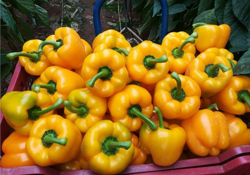 Febrero comienza con tendencias dispares en el mercado