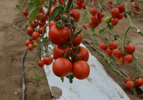 Los agricultores españoles se sitúan a la cabeza de la UE en superficie agraria dedicada a cultivos ecológicos