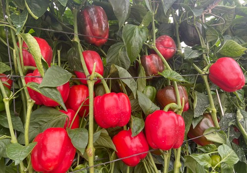 Testudo, el California rojo de Ramiro Arnedo de elevada productividad y frutos de calidad