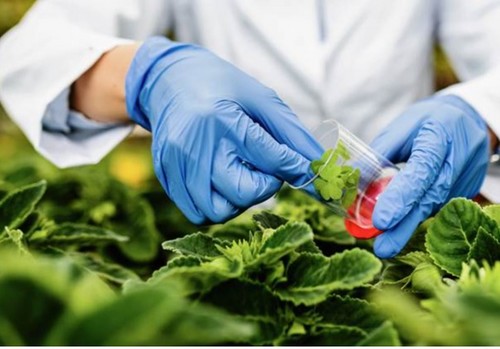 El CSIC descubre el papel clave de una proteína en el desarrollo y la regulación genética de las plantas
