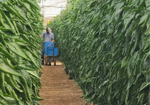 El MAPA asigna casi 9 millones de euros en nuevos derechos de la Reserva Nacional para 2.010 agricultores