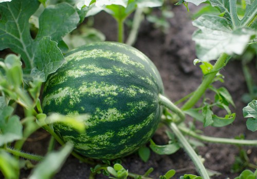 Las temperaturas primaverales ponen en riesgo a los cultivos de invernadero