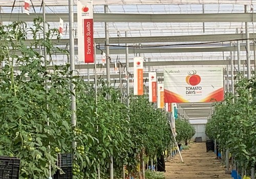 Bayer Seminis amplía su oferta con tomates resistentes al virus del rugoso