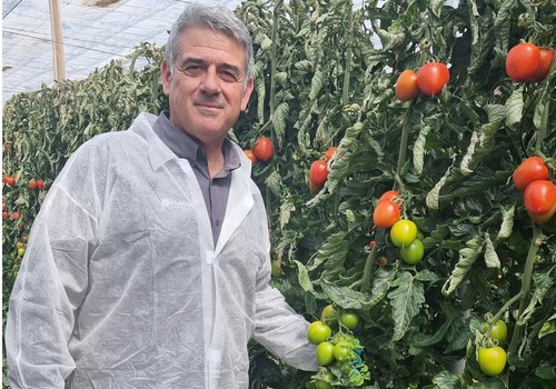 Freeman, el tomate pera de HM.CLAUSE que ofrece versatilidad, resistencias y fruto uniforme