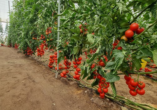 Los tomates de Nunhems aúnan producción, manejo eficiente y fruto de alta calidad
