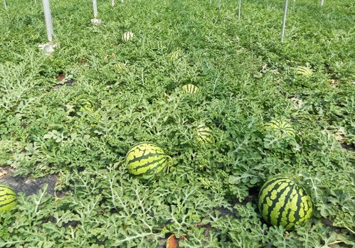 Agricultura inicia las inspecciones de la campaña “no cortes en verde” en sandía y melón en colaboración con Hortyfruta
