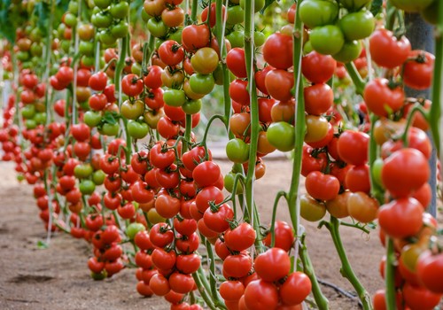 Sakata debuta en tomate rama con ‘Aguilar’, la primera variedad hecha en Almería para el agricultor almeriense