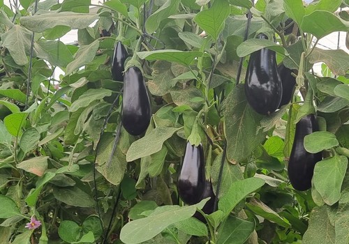 HORTYFRUTA desactiva la Extensión de Norma para berenjena