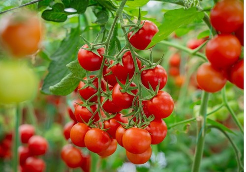 España se consolida como el mayor productor ecológico por superficie en la Unión Europea y sexto a nivel mundial