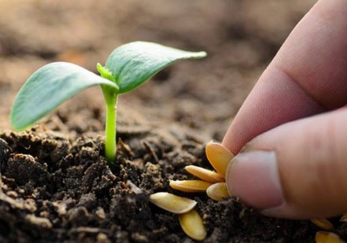 El mayor abanico de semillas hortícolas estará disponible en Infoagro Exhibition