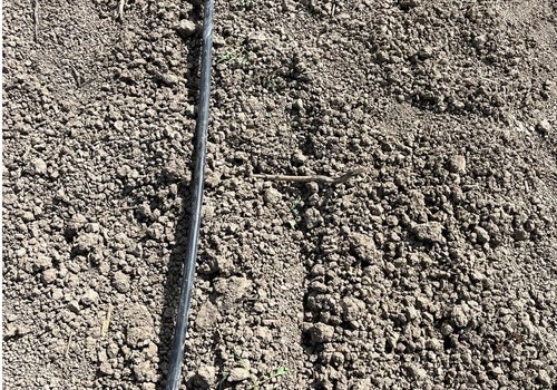 El apagón causa problemas en el sector agrario con cultivos recién trasplantados sin el riego necesario