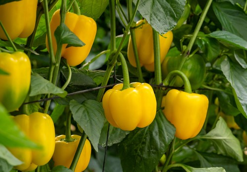 Producción, resistencias y calidad de fruto se aúnan en Faraday F1 y Nazgul F1