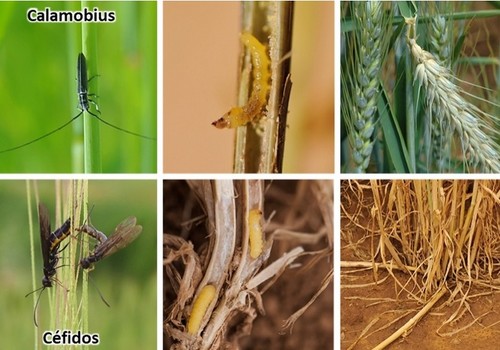 Itacyl contribuye a nuevas soluciones fitosanitarias: nuevos productos para tronchaespigas y céfidos en cereales