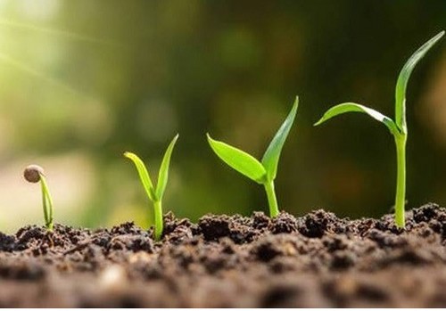 Nueva campaña europea para concienciar a la ciudadanía sobre la importancia de la sanidad vegetal