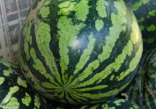 Sandía y melón avanzan la campaña con precios aceptables, mientras que el resto de hortícolas encadena otra semana de bajadas